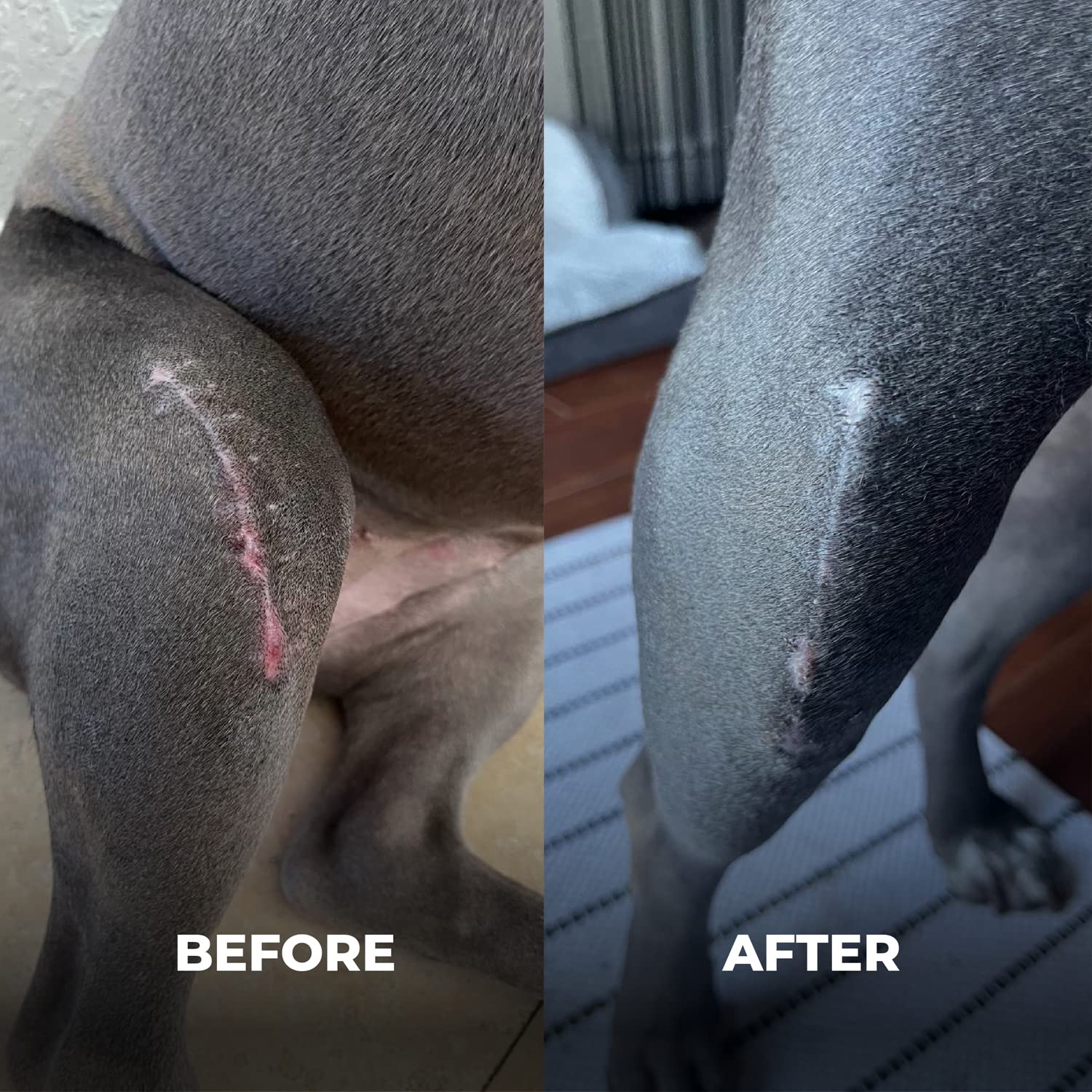 Two Pets and a Half bulldog made in USA label signals trusted production.