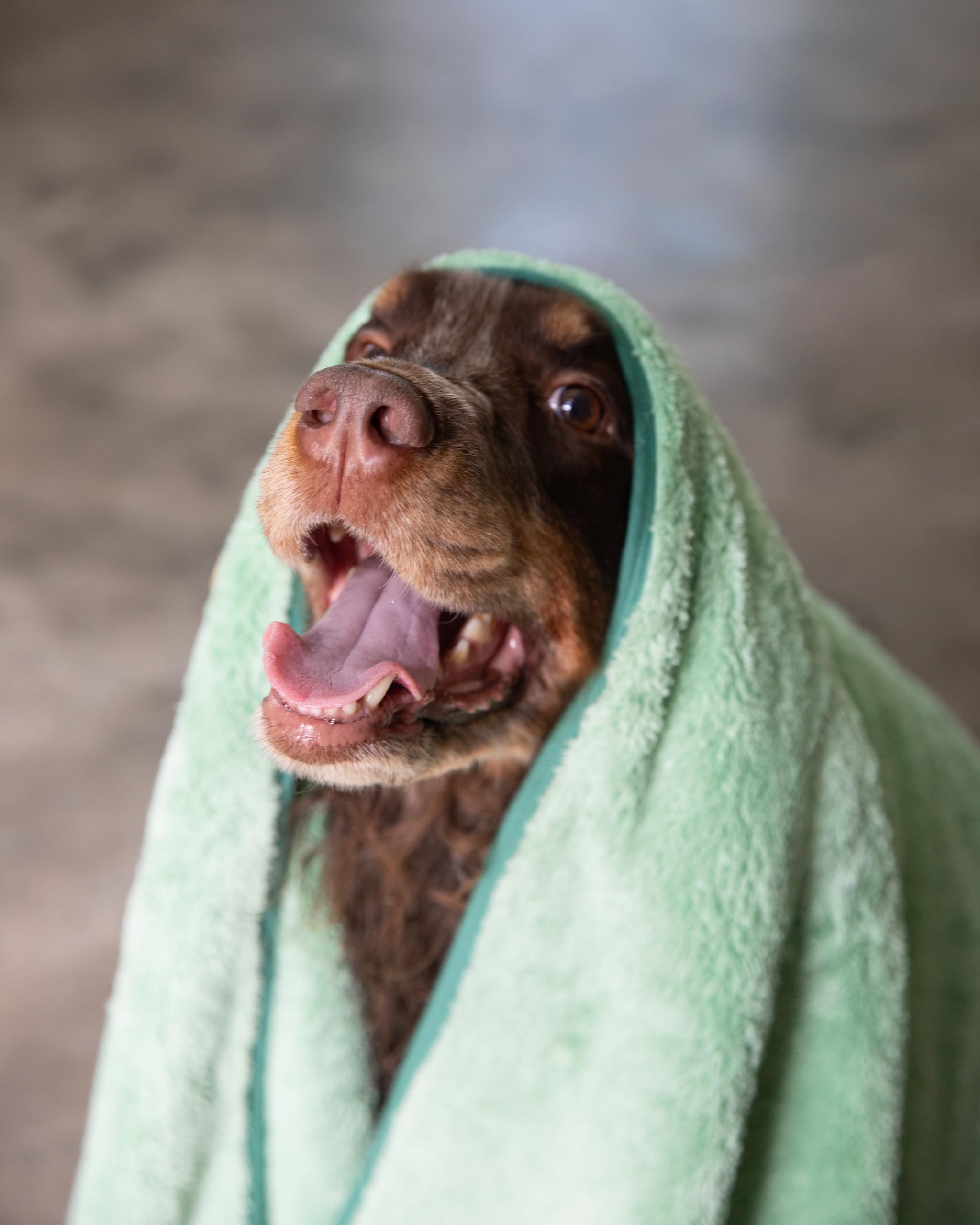 Two Tails Pet Company Pet N’ Dry towel ideal for quick spot-cleaning paws.