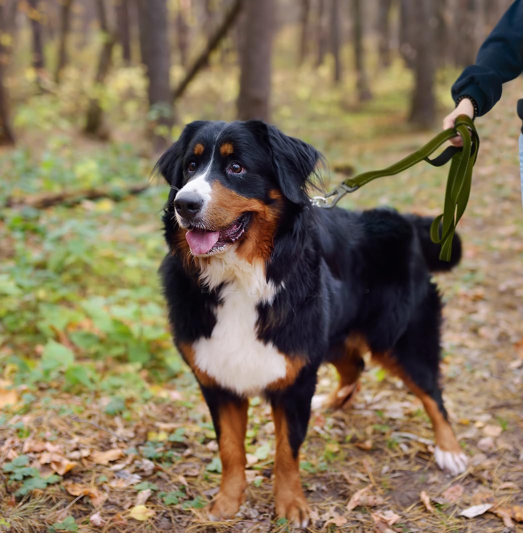 TwoEar leash in a park scene illustrating everyday walking use.