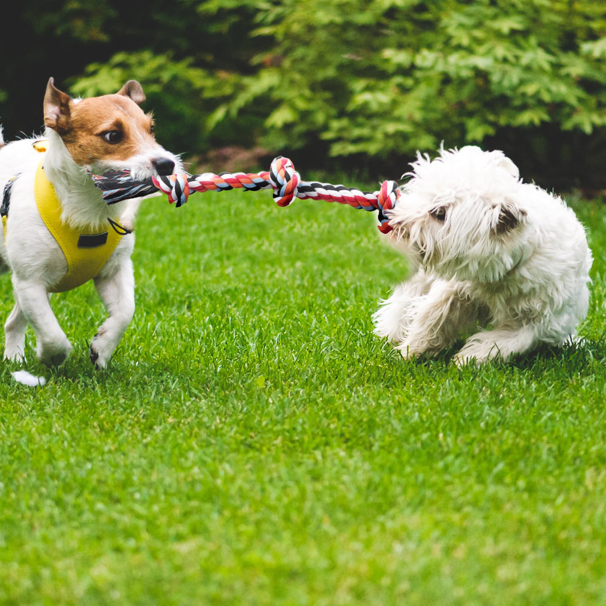 TwoEar rope toys offer indoor and outdoor versatility for year-round play.