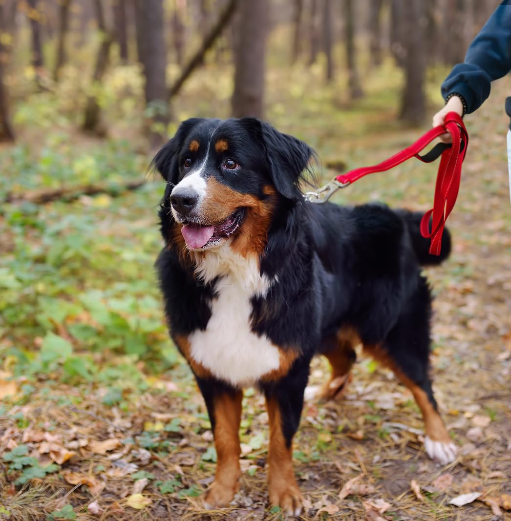 TwoEar red dog leash in action during a daytime walk.