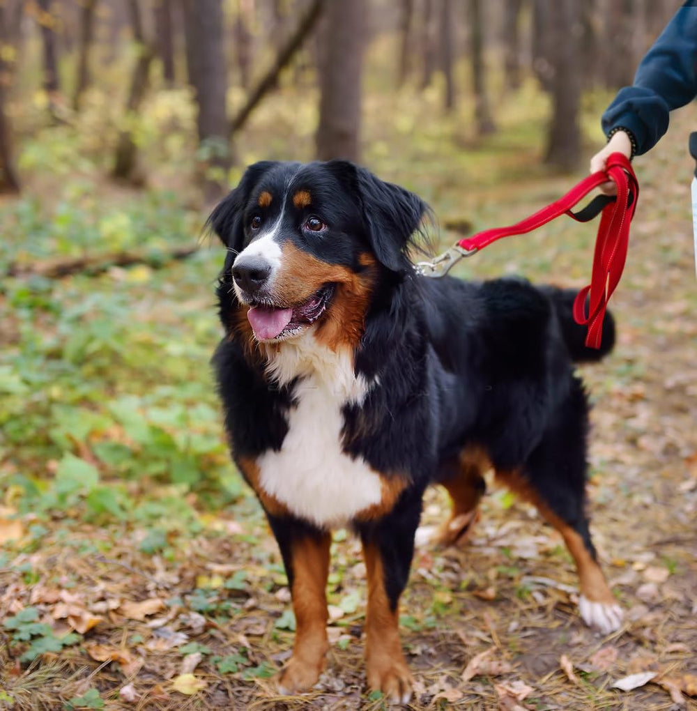 TwoEar red dog leash in action during a daytime walk.