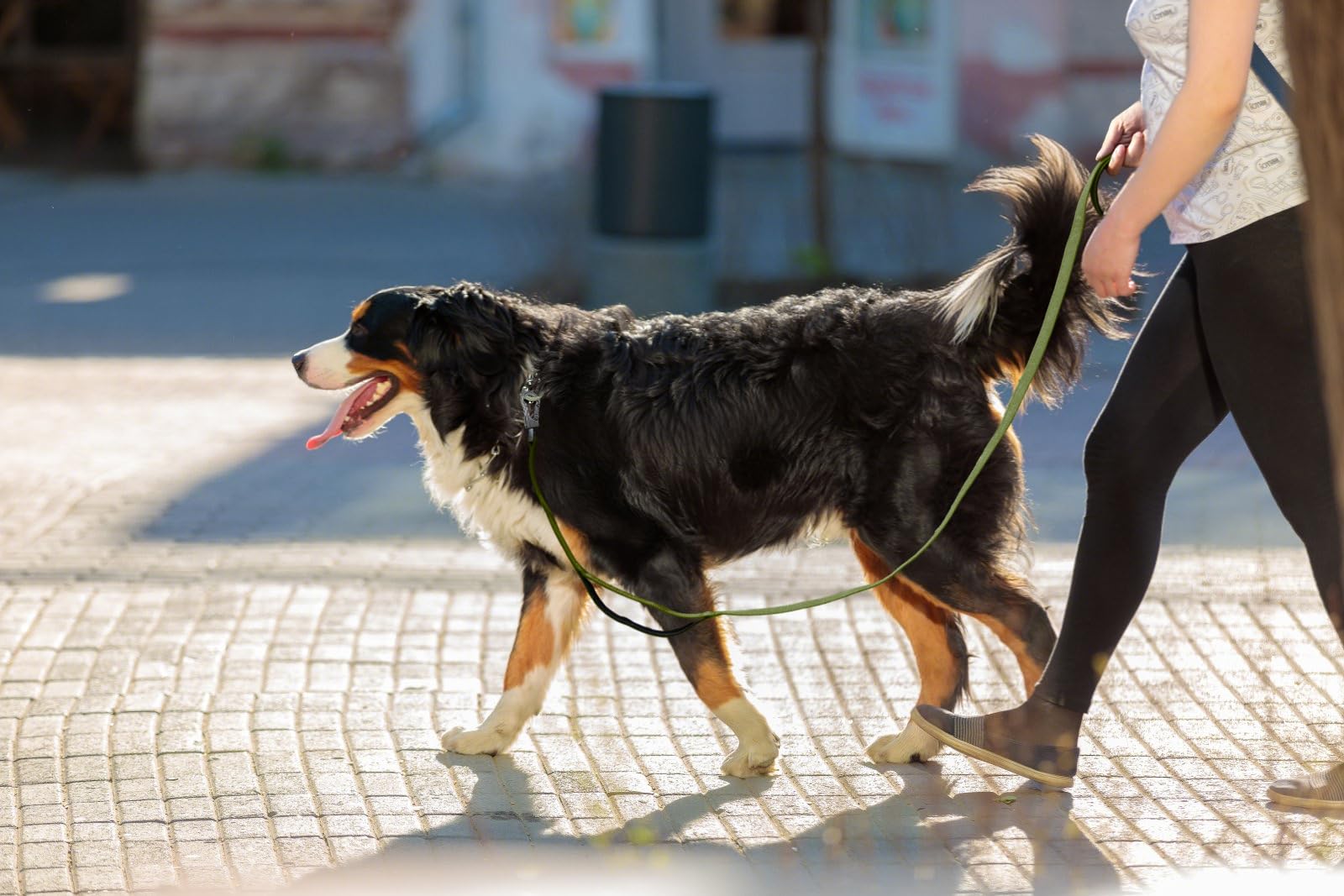 TwoEar leash shown with dogs of different sizes to illustrate versatility.