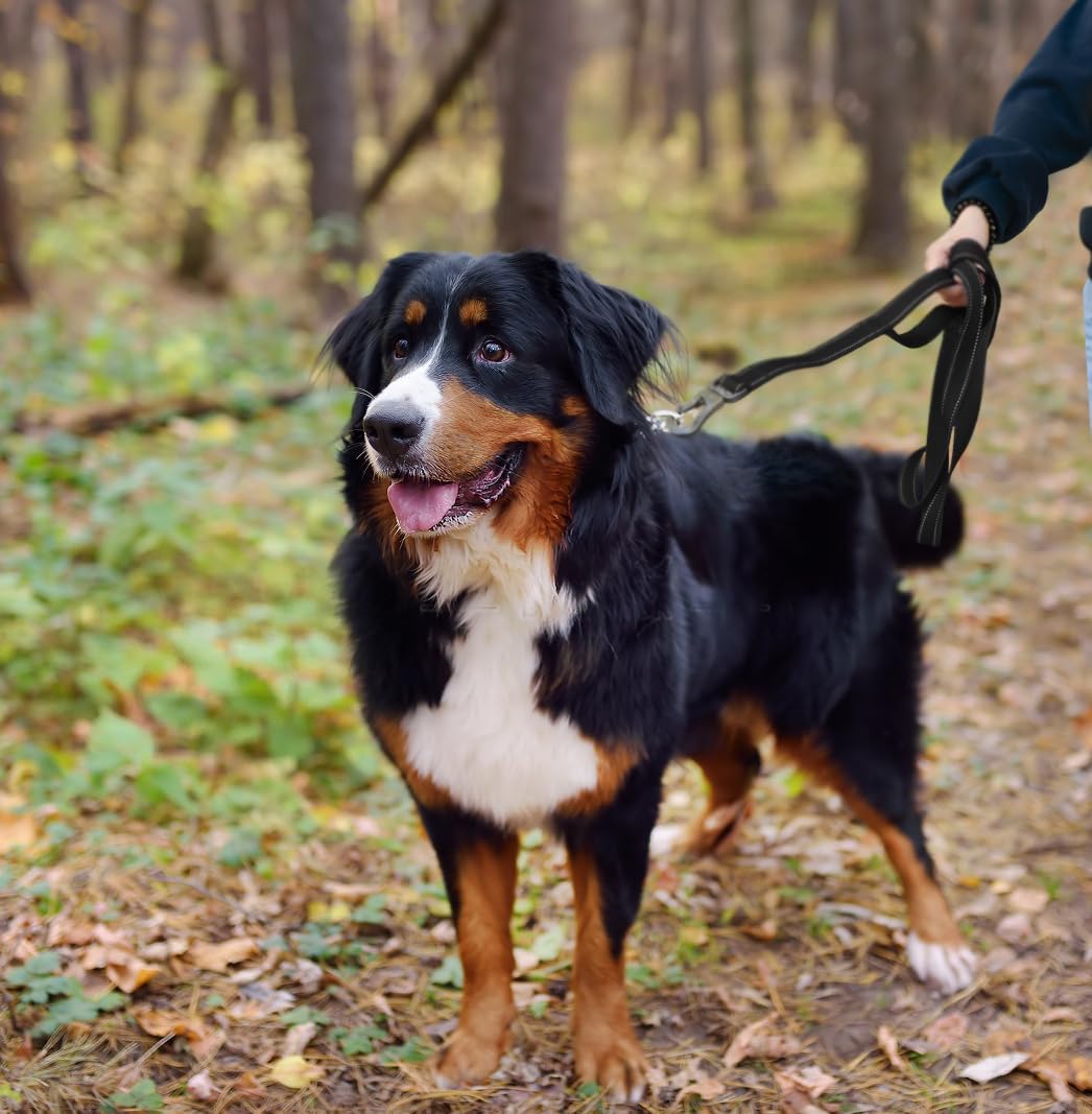 TwoEar durable leash suitable for small to large dogs