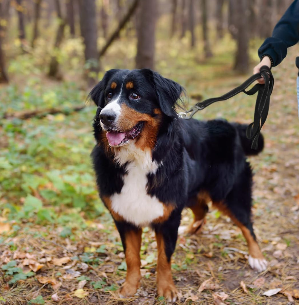 TwoEar durable leash suitable for small to large dogs