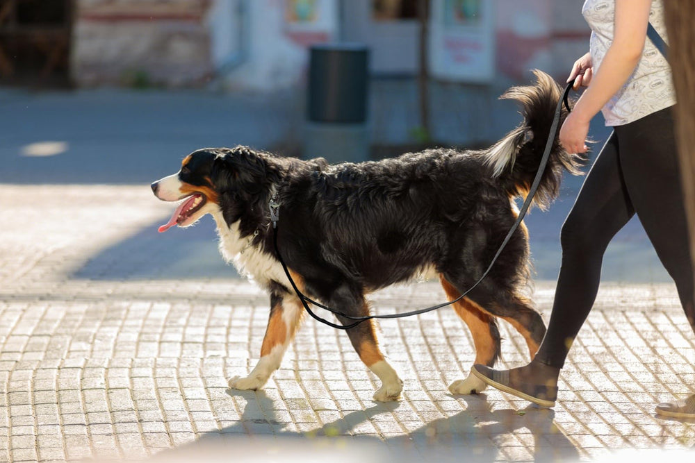 TwoEar leash designed for urban night walks with reliable performance