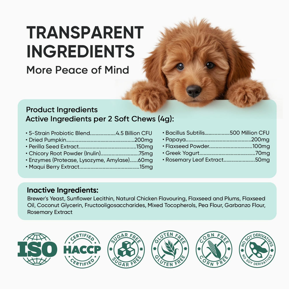 TzzyiC dog probiotics chews offered during mealtime