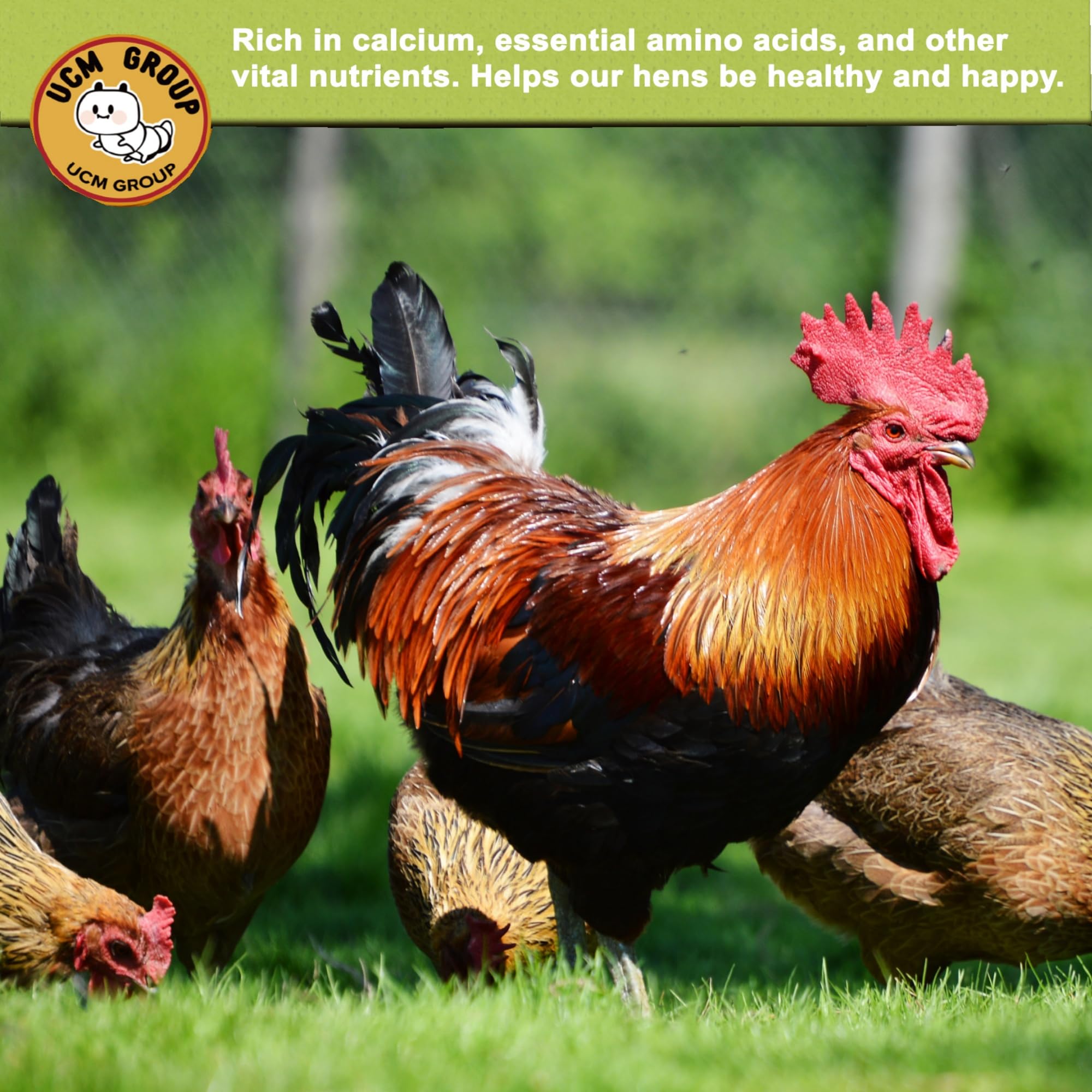UCM Group BSFL calcium-rich treats boosting eggs and feather health