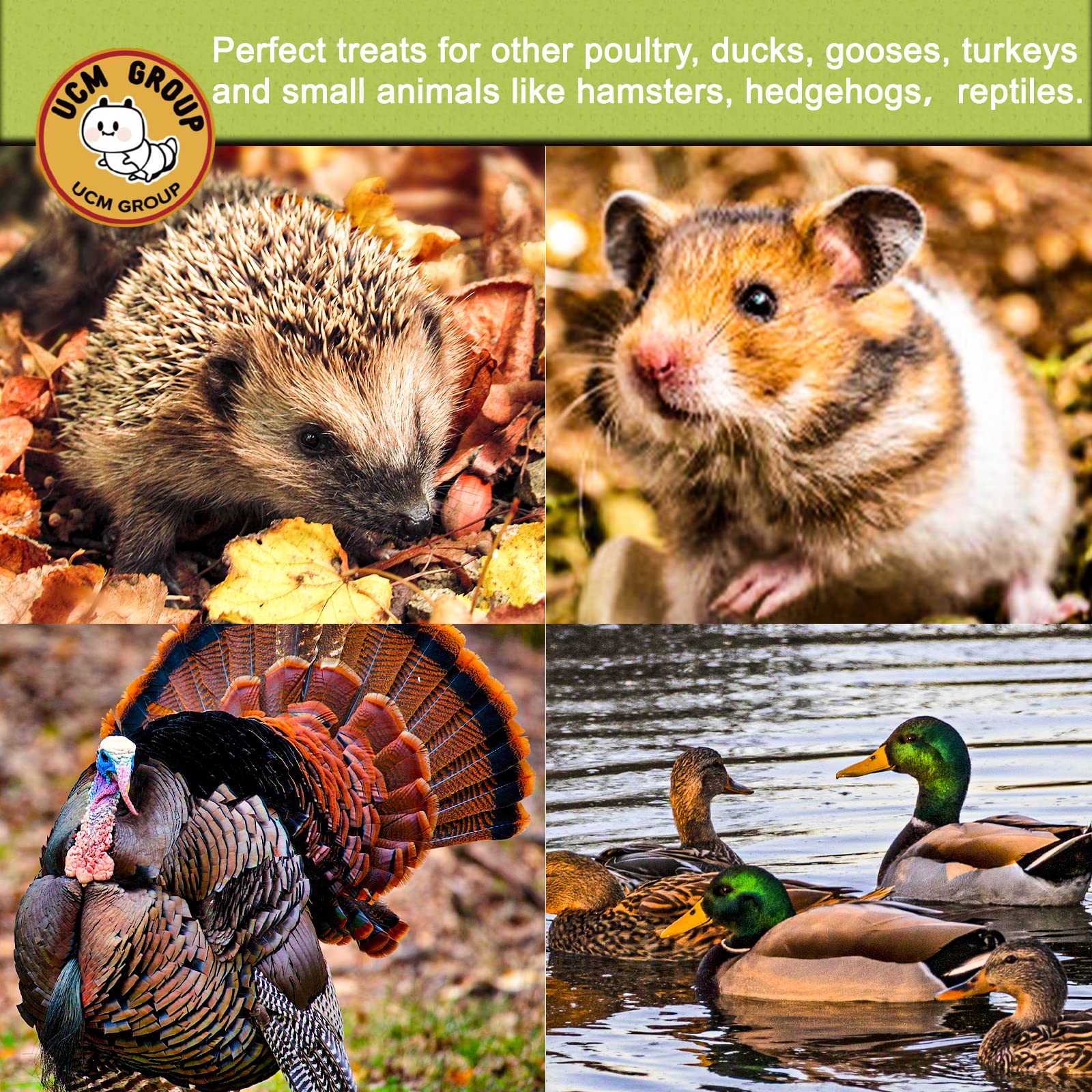 UCM Group No additives non-GMO BSFL for clean poultry treats