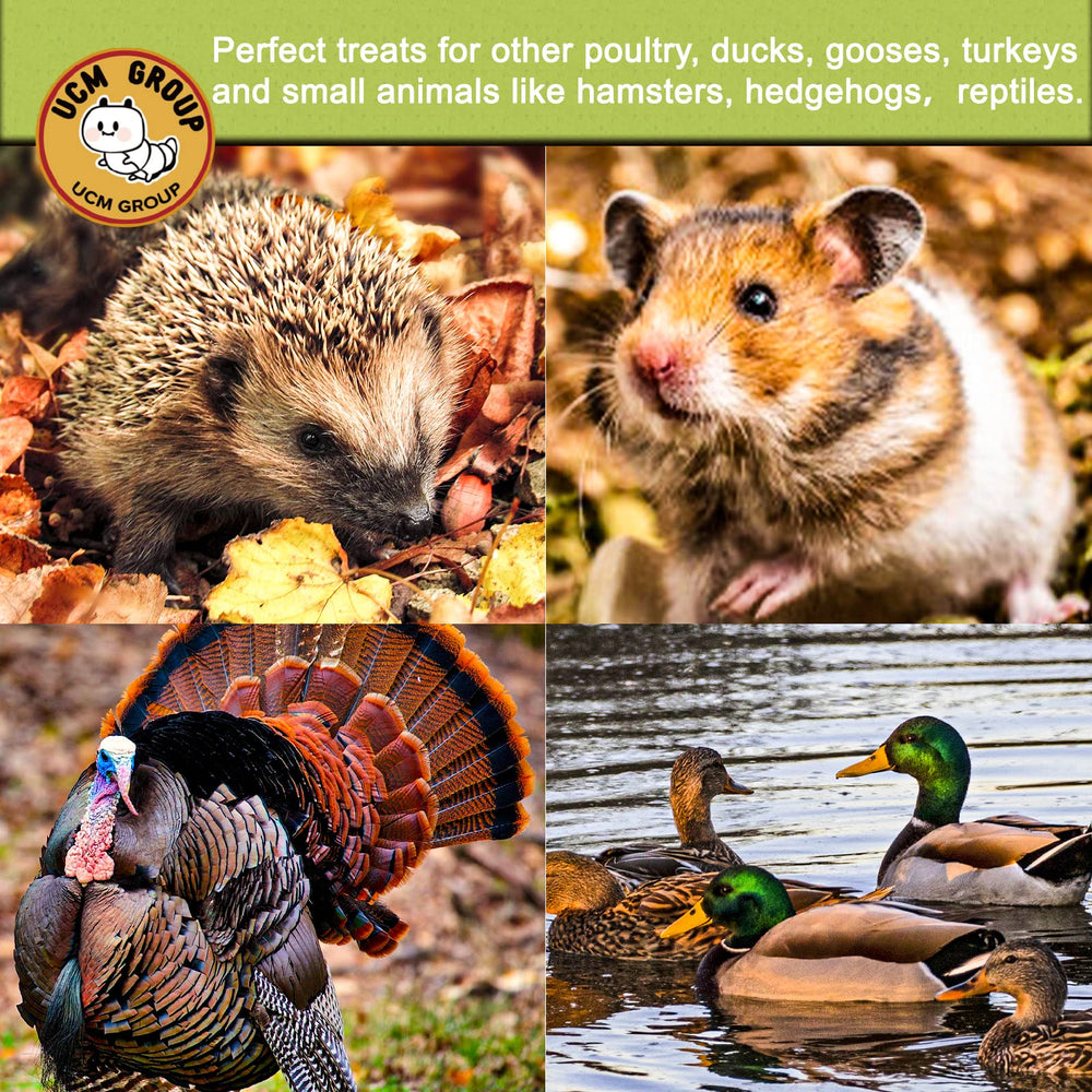 UCM Group No additives non-GMO BSFL for clean poultry treats