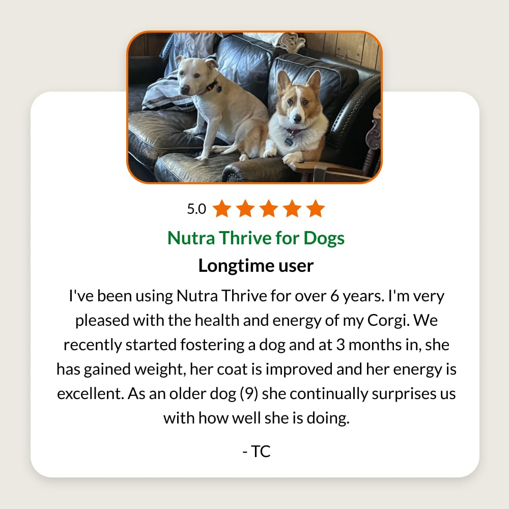 Nutra Thrive bacon flavor powder dissolves smoothly in dog food.