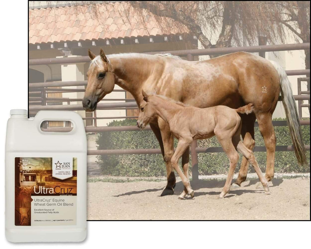UltraCruz Equine Wheat Germ Oil Blend 1-gallon container ready to feed