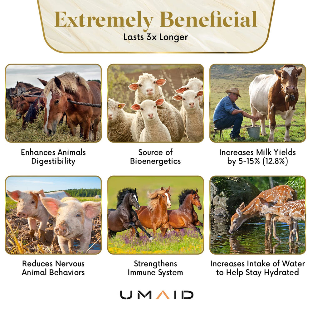 UMAID Himalayan Salt Lick as a versatile treat for livestock.