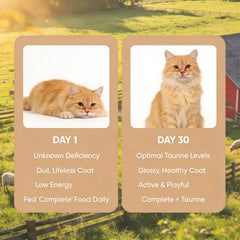 Umizze Taurine powder stirred into cat wet food for easy daily mixing.