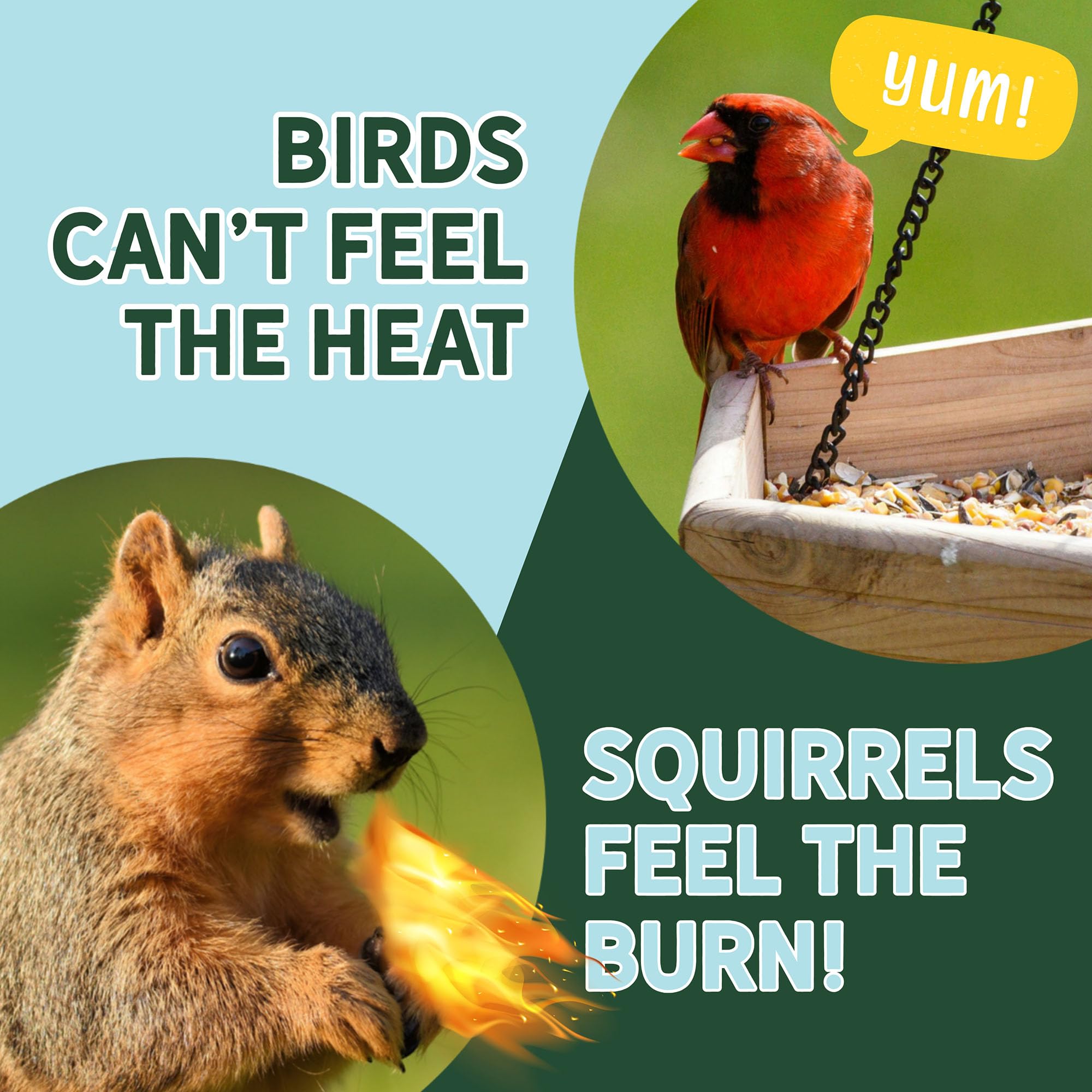 Coating on seed and suet highlights ready-to-use protection at feeders.