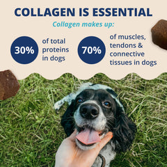 Under The Weather collagen chews for dogs with savory chicken flavor for easy feeding
