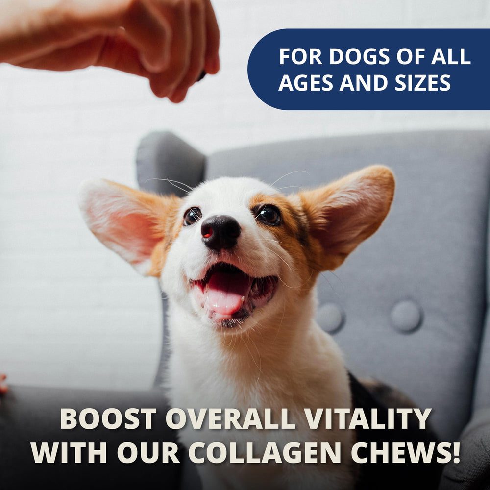 Under The Weather collagen chews for dogs may support recovery after injury