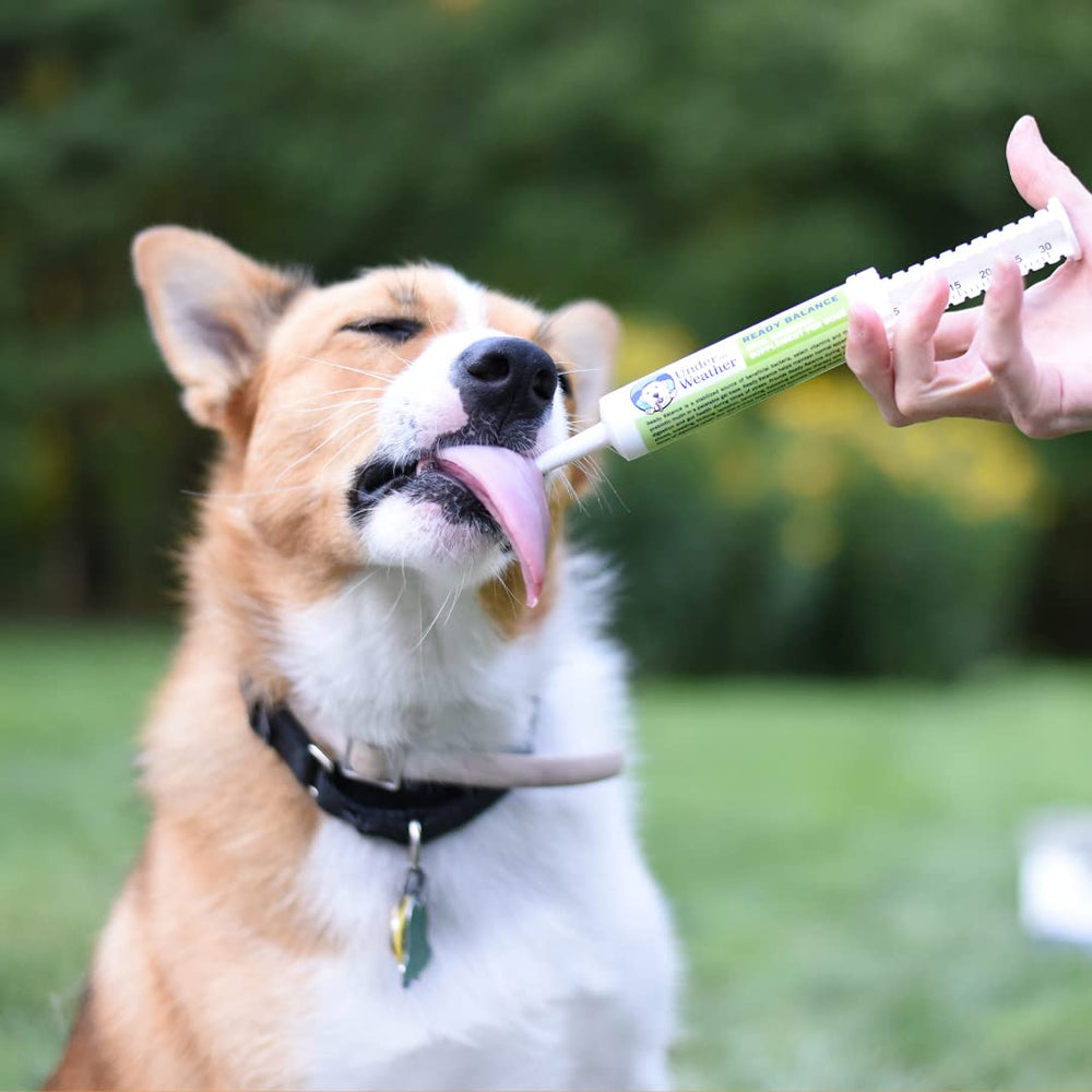 Under the Weather Ready Balance dog enjoys a meal while supplementing.