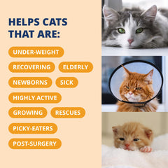 Salmon-flavored cat gel shown for energy and appetite