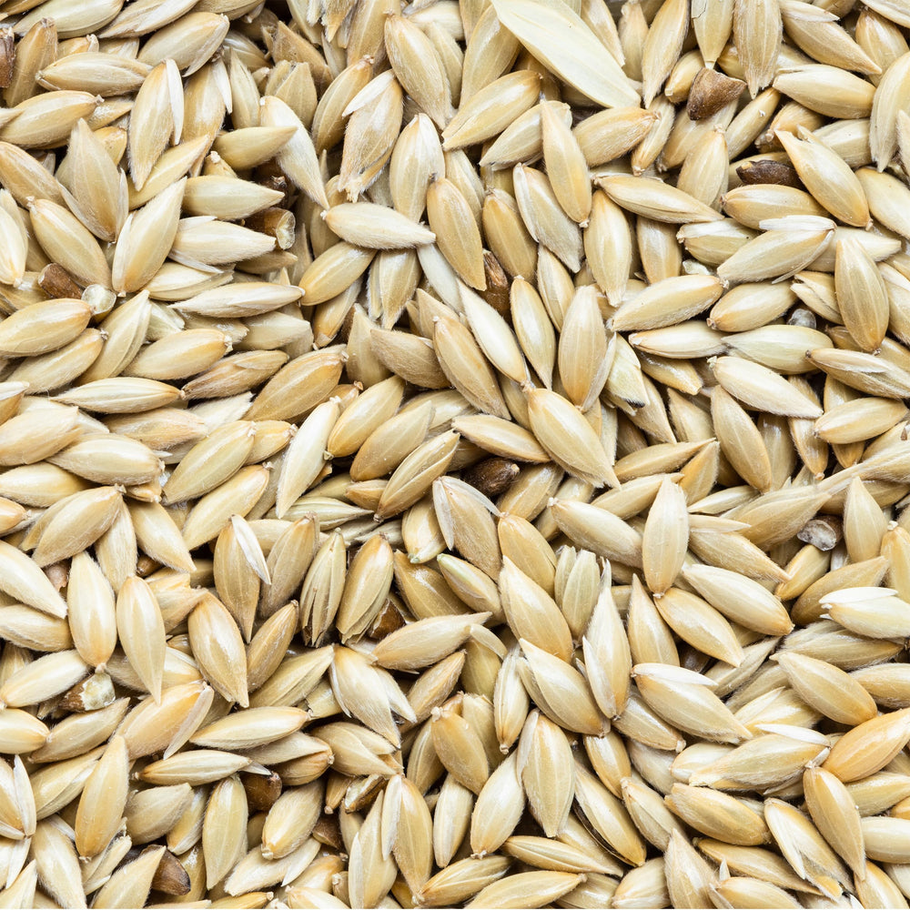 Unida bird seed close-up texture emphasizes freshness and quality.