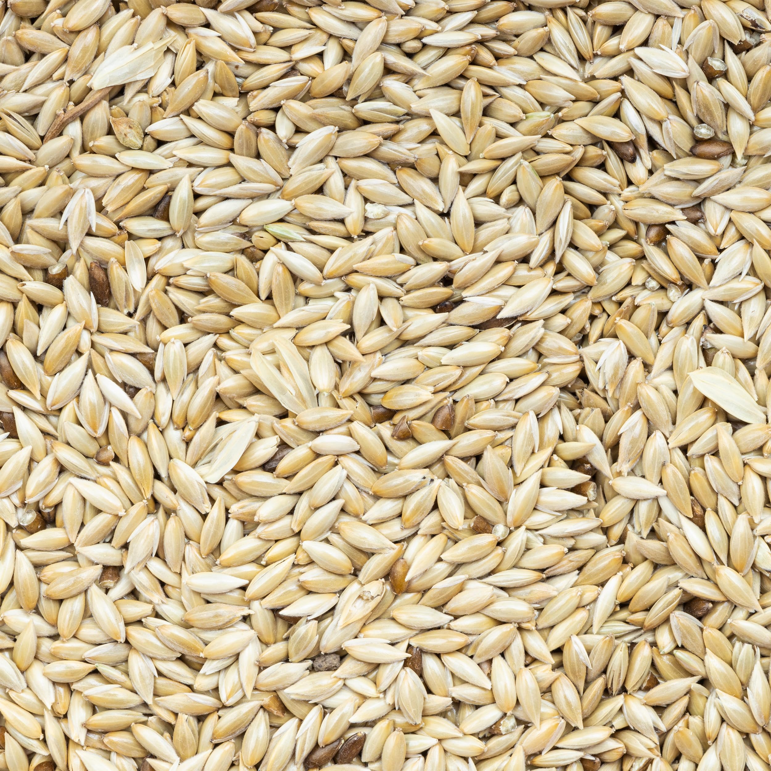 Unida canary seed bowl serving image highlights balanced nutrition for canaries.
