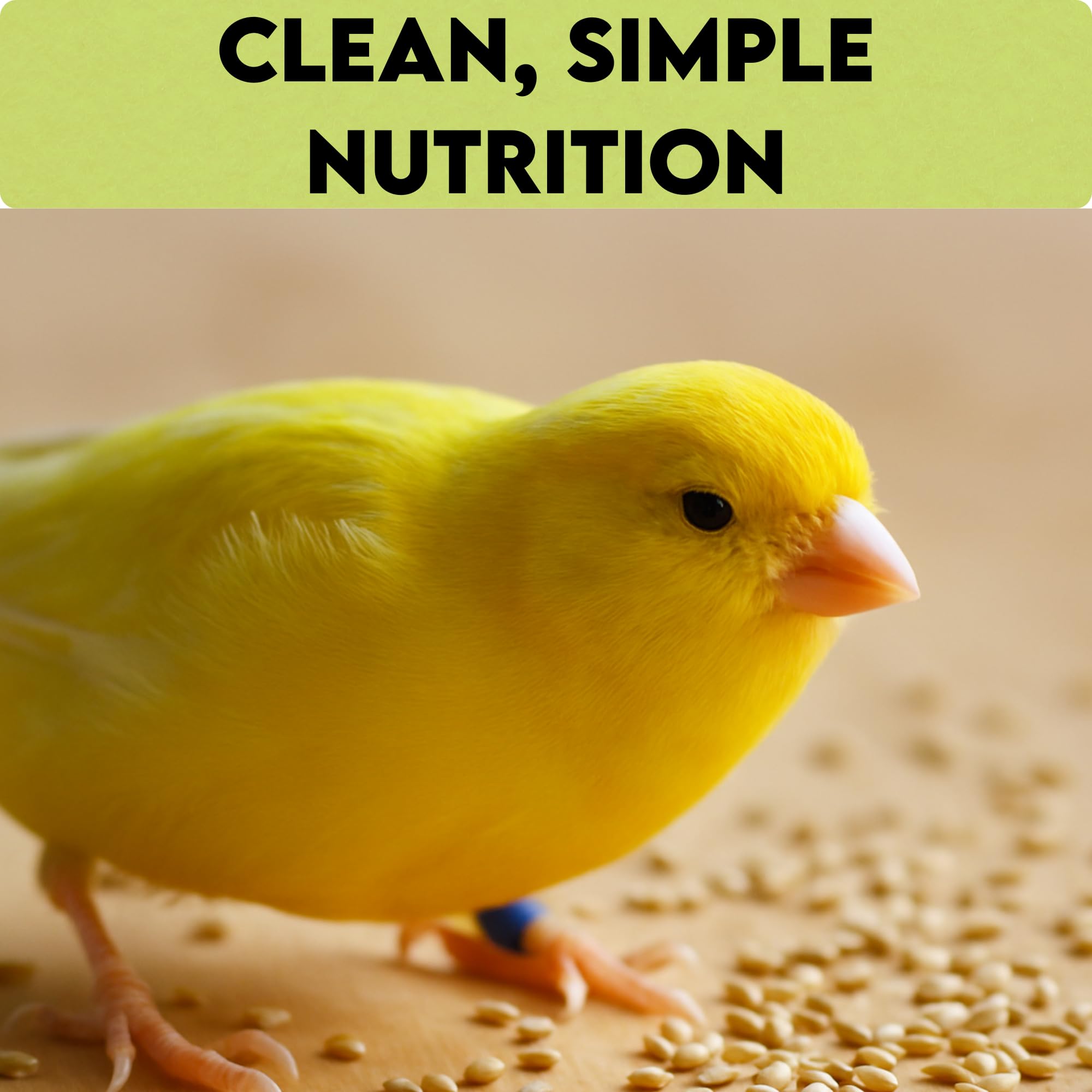Unida canary seed serving tray ready for birds during mealtime.