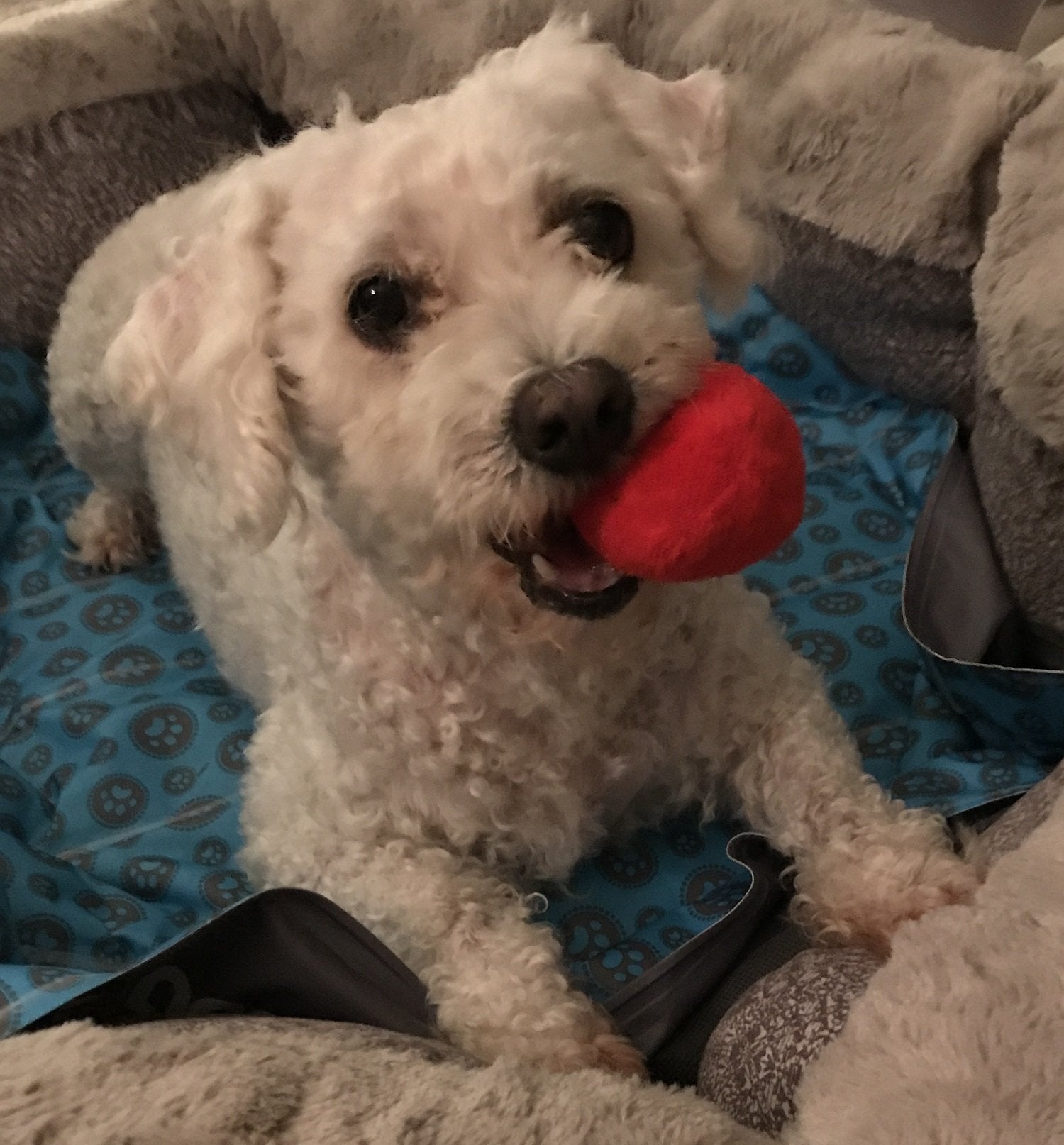 Unique Pet Products multi-color squeaky ball set for interactive fun