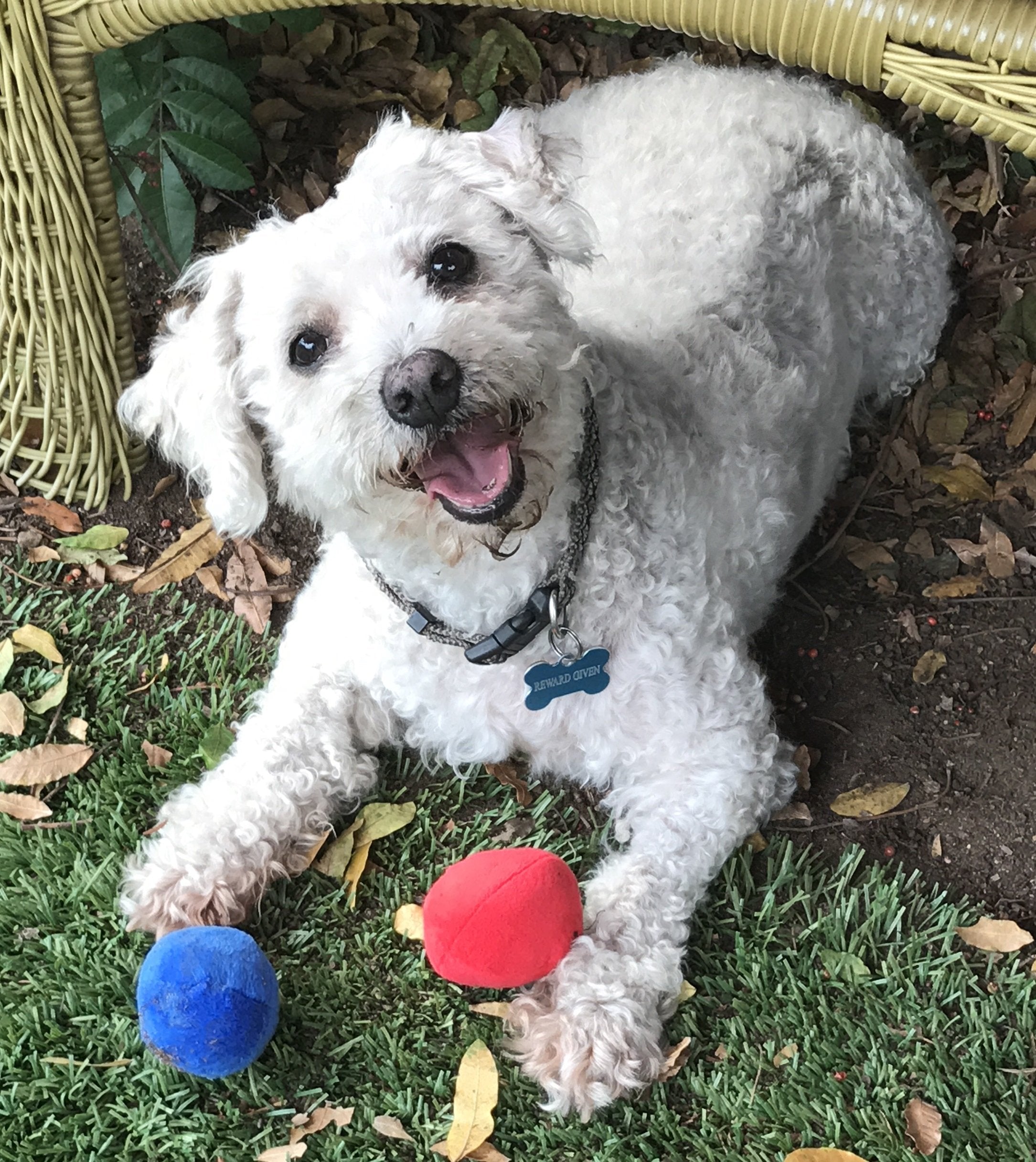 Unique Pet Products red squeaky ball for small pet play