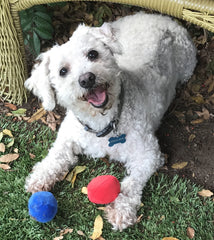 Unique Pet Products red squeaky ball for small pet play