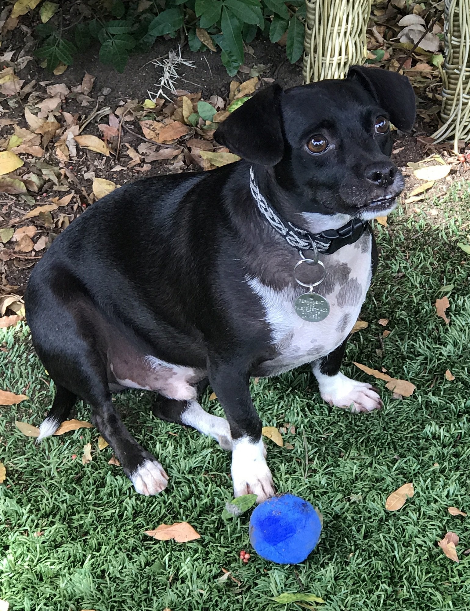 Unique Pet Products blue squeaky ball promotes supervised play