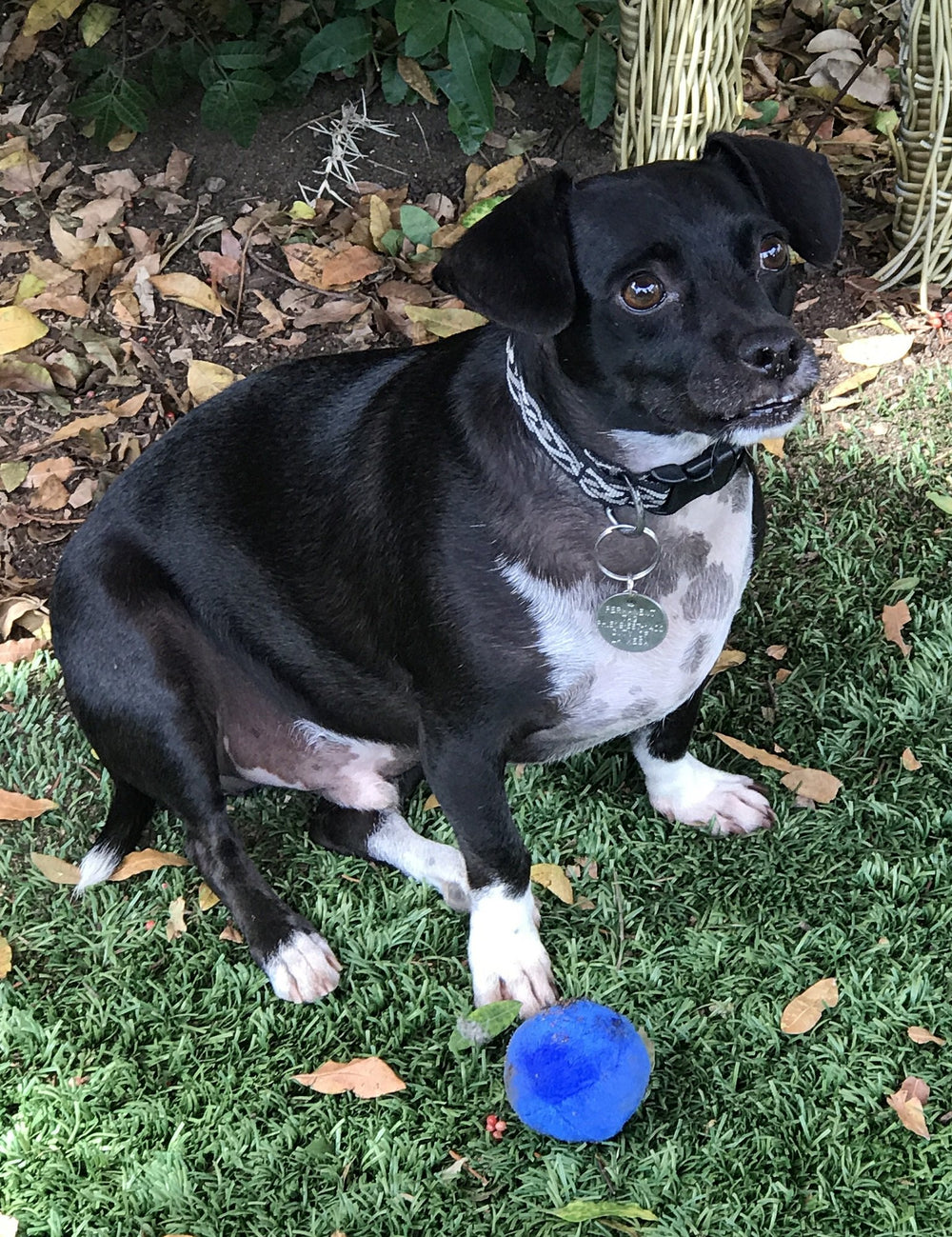 Unique Pet Products blue squeaky ball promotes supervised play