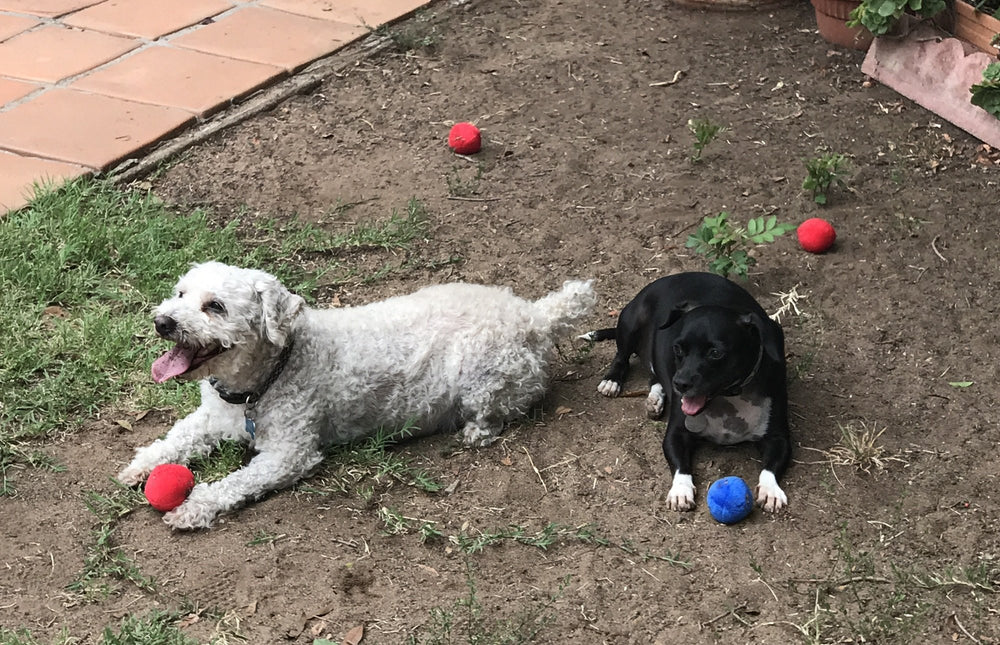 Unique Pet Products red squeaky ball supports active small pet engagement