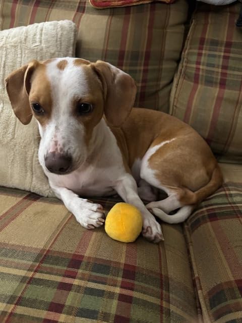 Unique Pet Products yellow squeaky ball ideal for indoor play