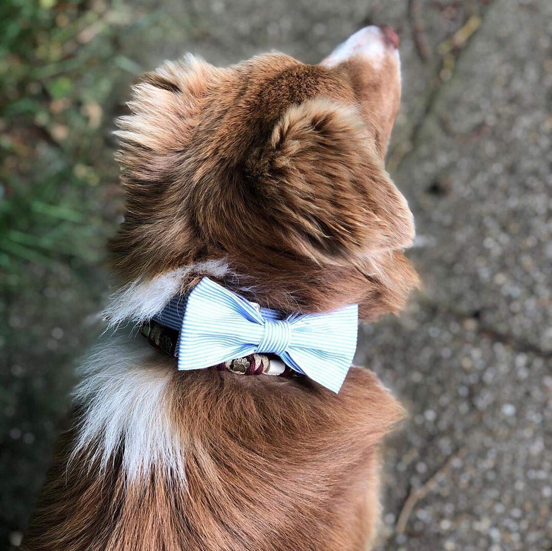 Unique Style Paws cat collar with bowtie for cute photos and safe wear.