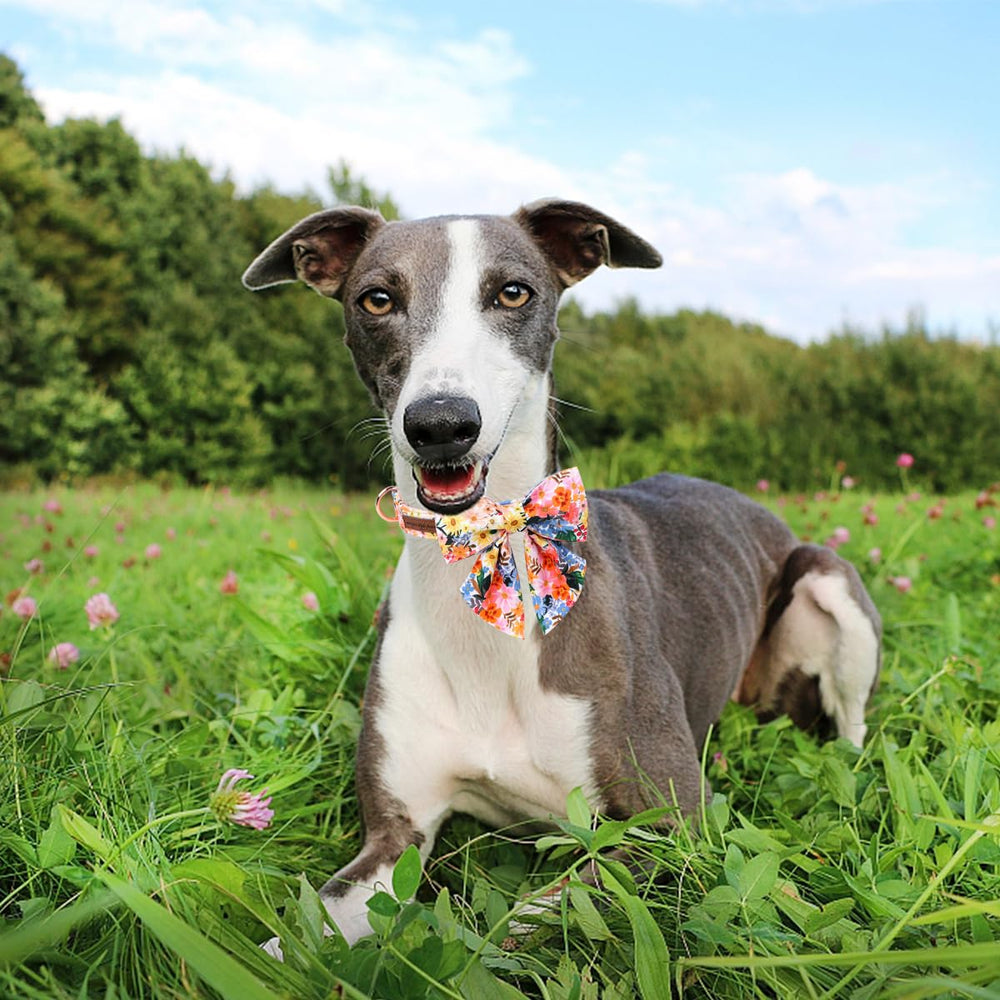 Unique Style Paws collar worn on dog during everyday walks.