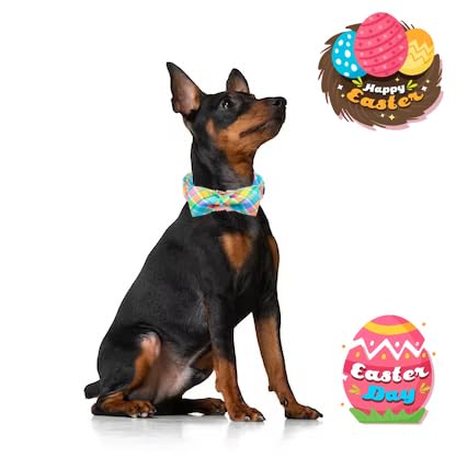 Unique Style Paws Easter chicken motif collar detail for cute outfits