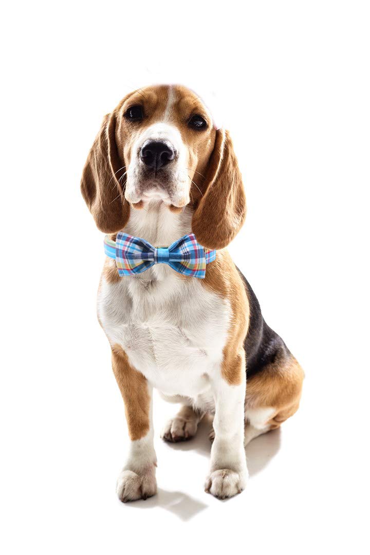 Unique Style Paws separable bowtie and collar for mixed styles