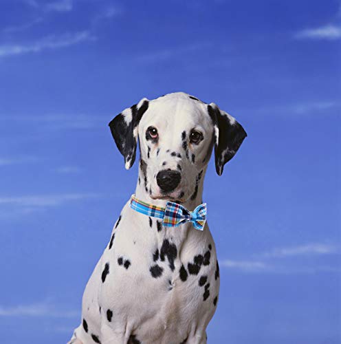 Unique Style Paws sturdy buckle ensures reliable fastening during adventures