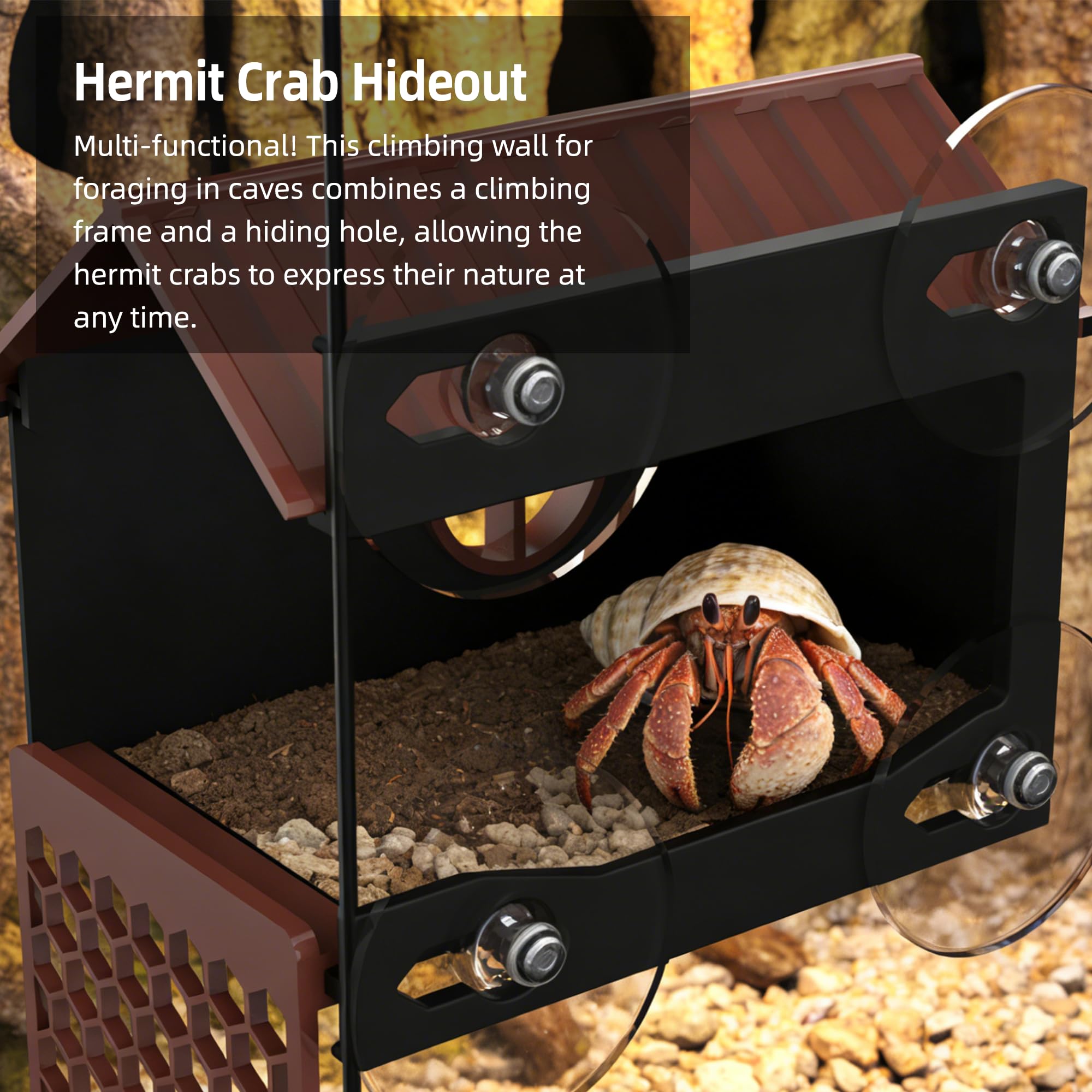 UNISOLODECHO hermit crab clear view panel provides open visibility for monitoring