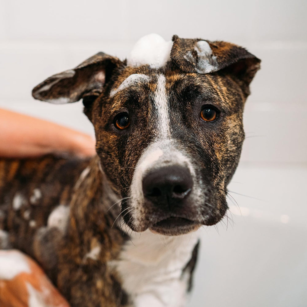 UNITE Doggy Poo Shampoo foam demonstrates easy rinse and nourished coat after bath.