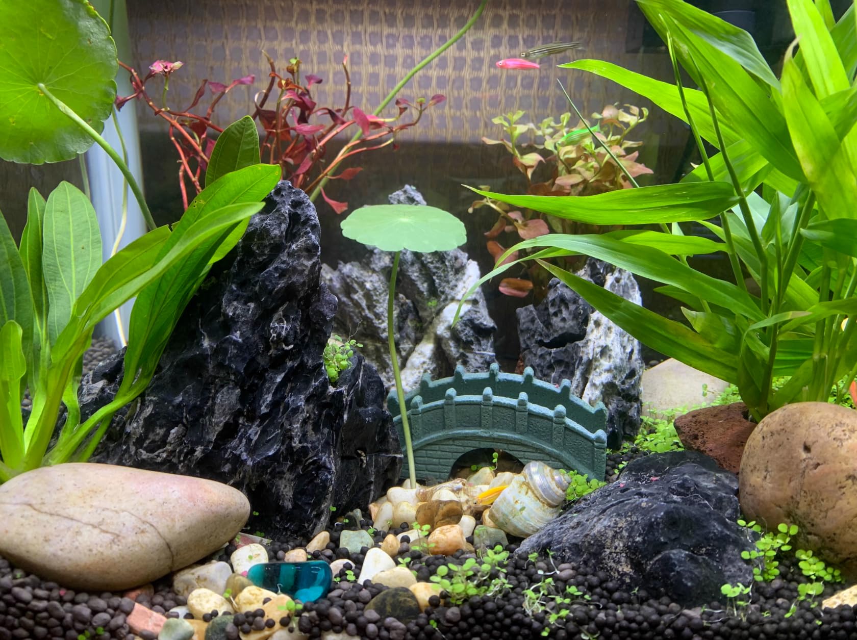 Unocho Seiryu rock decor idea for terrariums and freshwater setups
