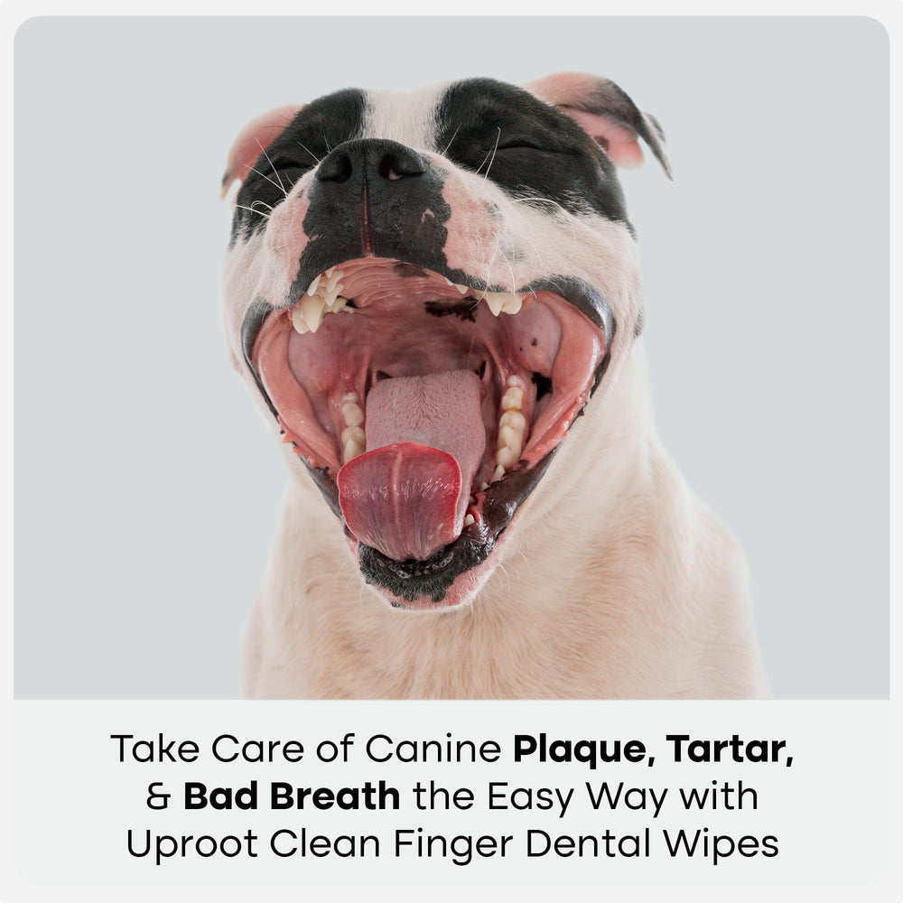 Uproot Clean no-rinse wipes safe if licked for gentle dental care