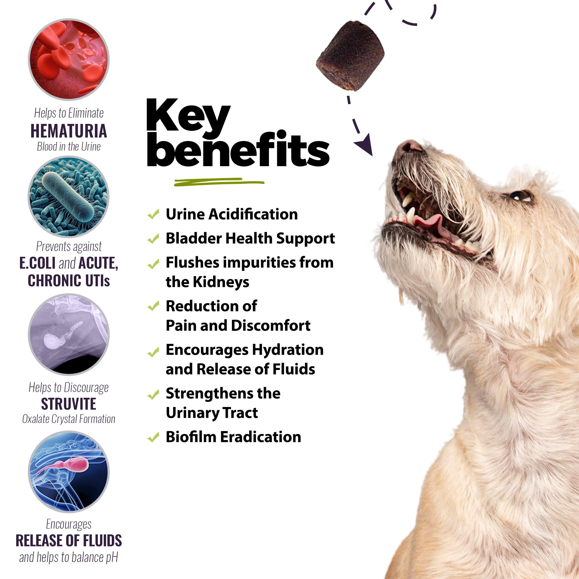 UroMAXX dog chews texture soft, easy to chew during daily care.