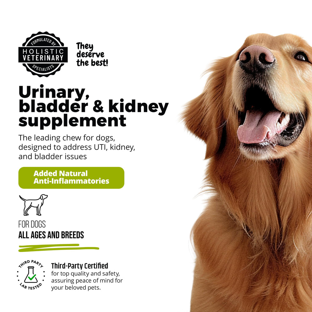 UroMAXX dog eating chews, a tasty daily treat that supports routine care.
