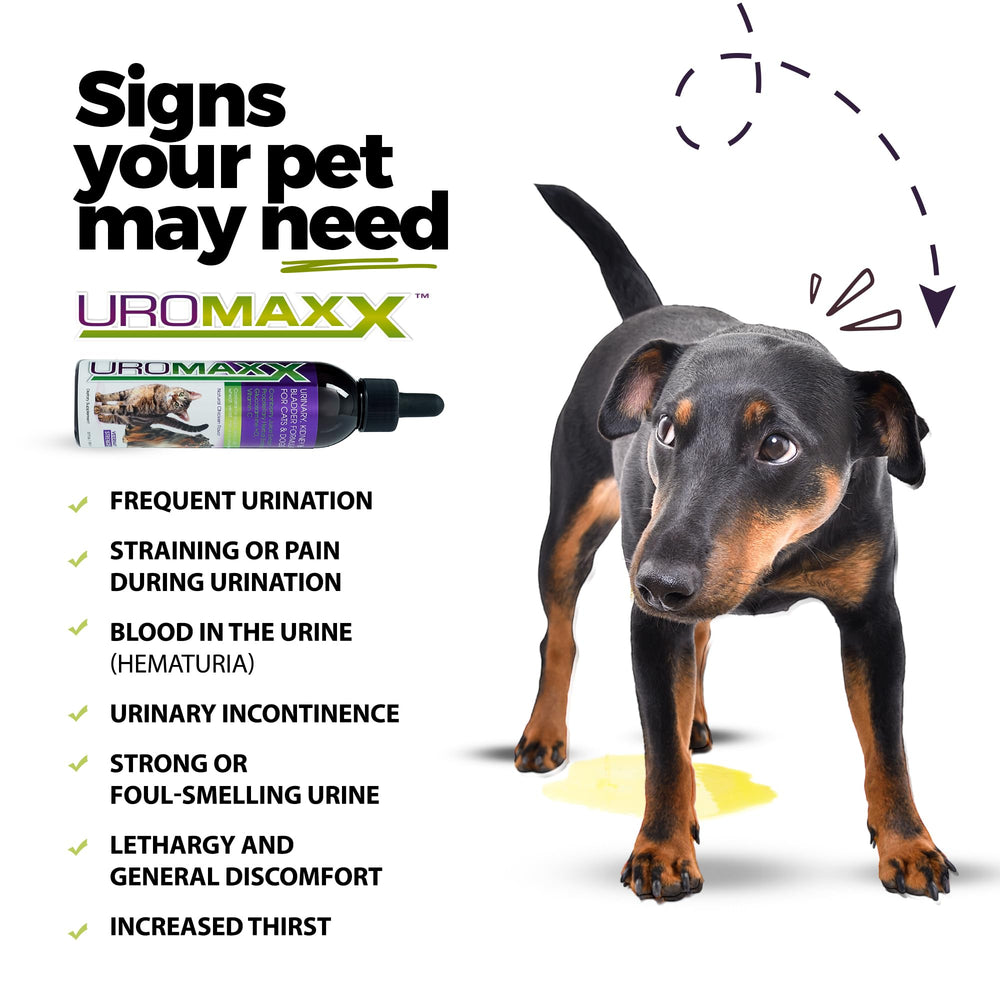 UroMAXX dog chews beside paw for urinary support