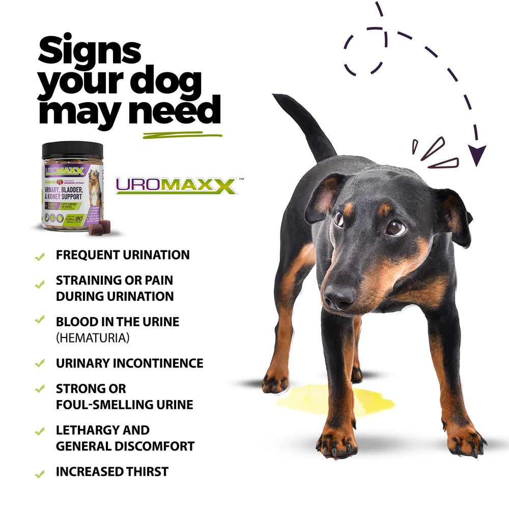 UroMAXX dog urinary-support chews closeup highlighting the careful formulation.