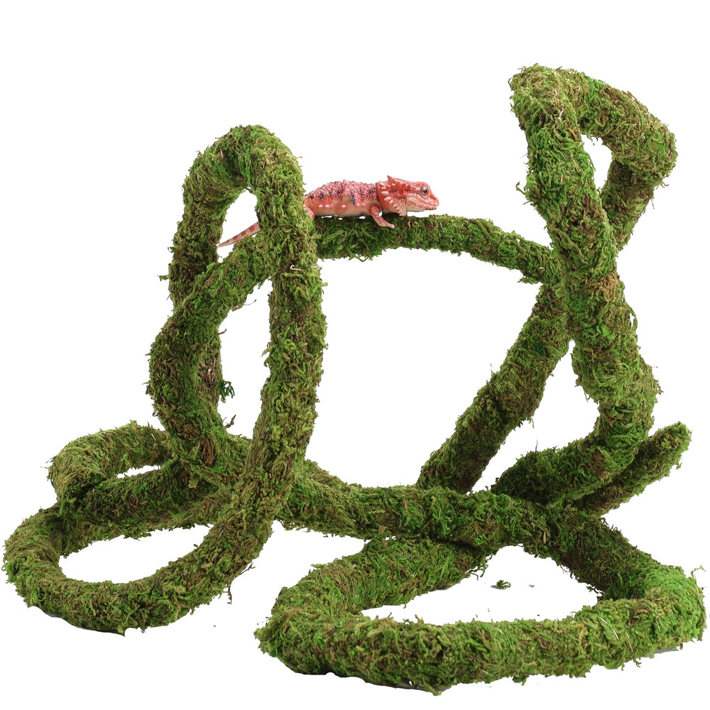 USMOLA Moss Vine in gecko enclosure encouraging activity