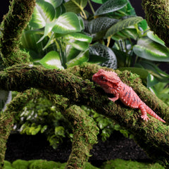 USMOLA Moss Vine in a reptile enclosure boosting exploration
