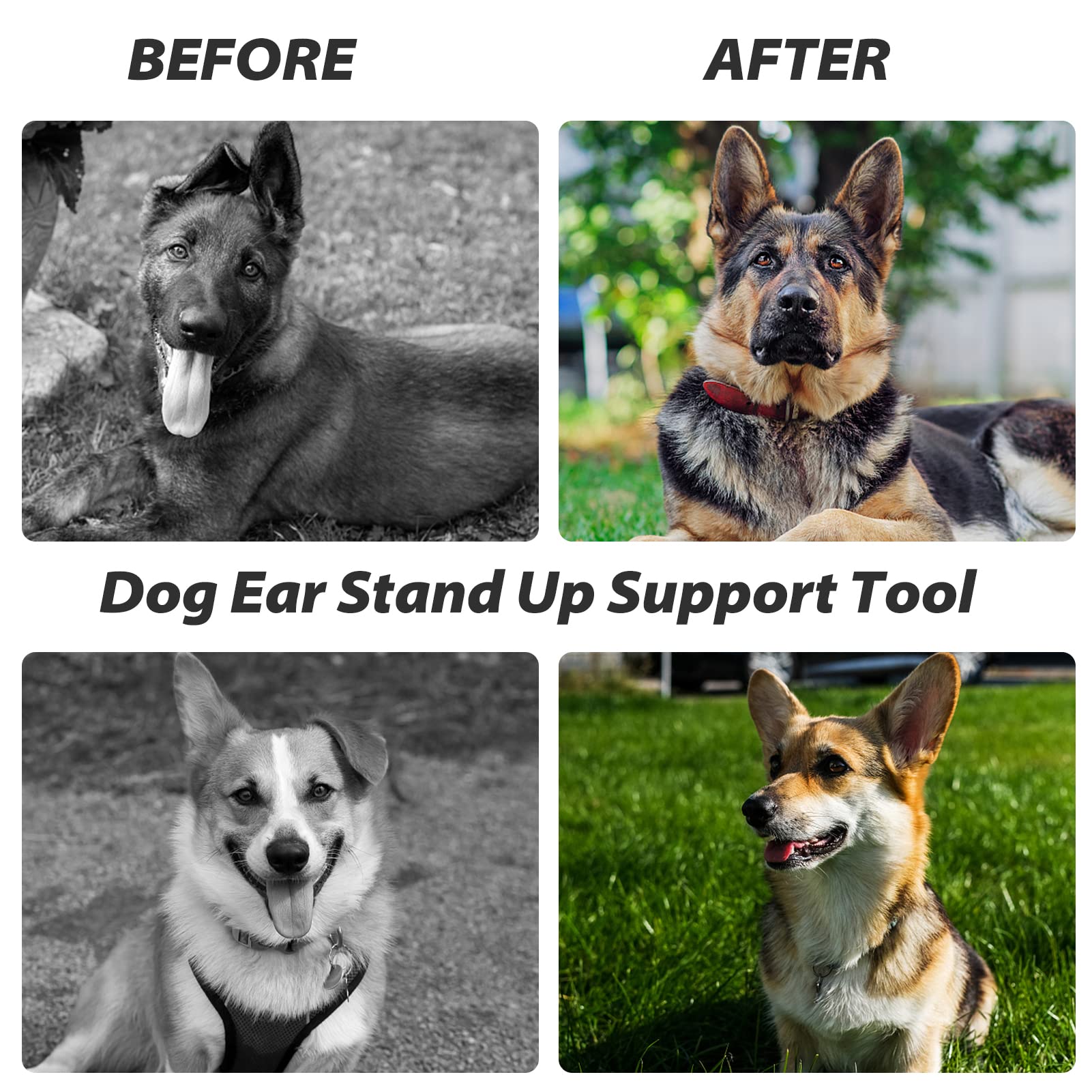 vampar doberman corgi in use shows calm, upright ear alignment.
