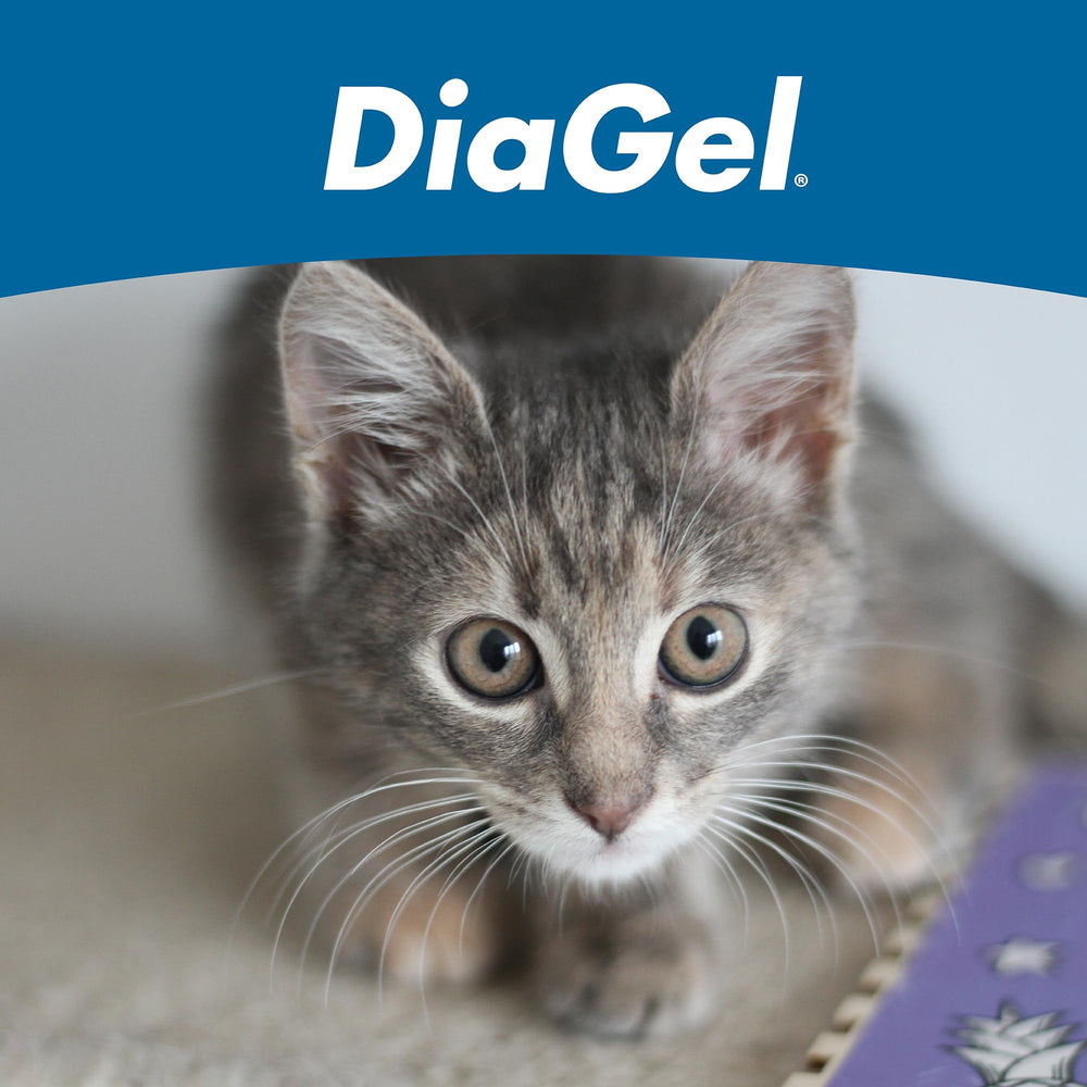 Calm cat with DiaGel during travel highlights ease of use.
